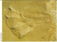6 a - Empreintes de pas d'un pterosaure